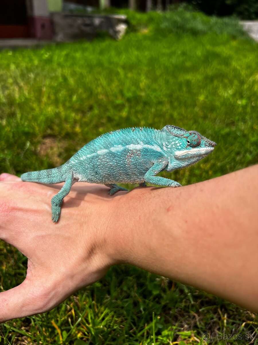 Furcifer pardalis nosy be, tamatave