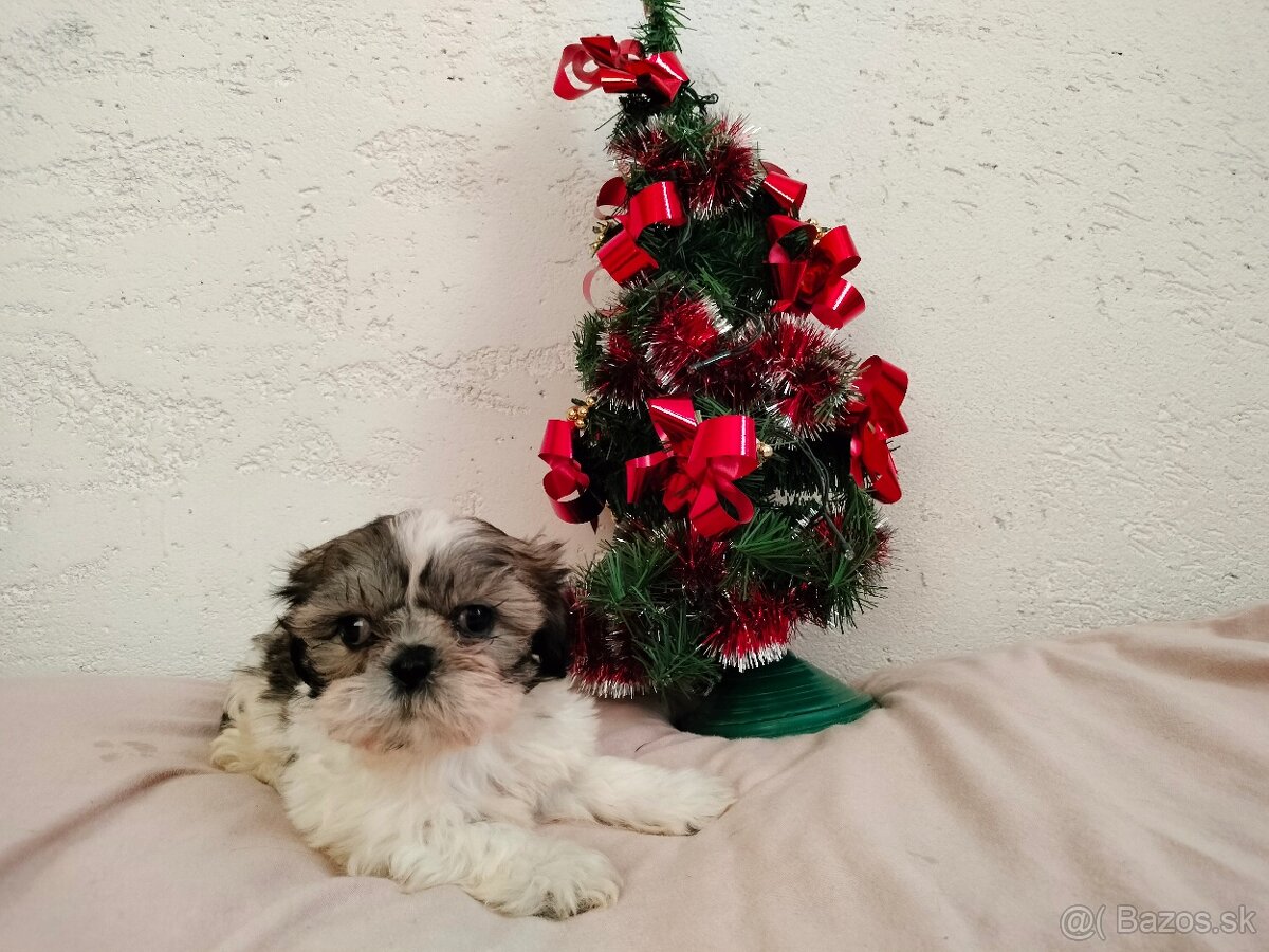 Shih-tzu, Shi - tzu