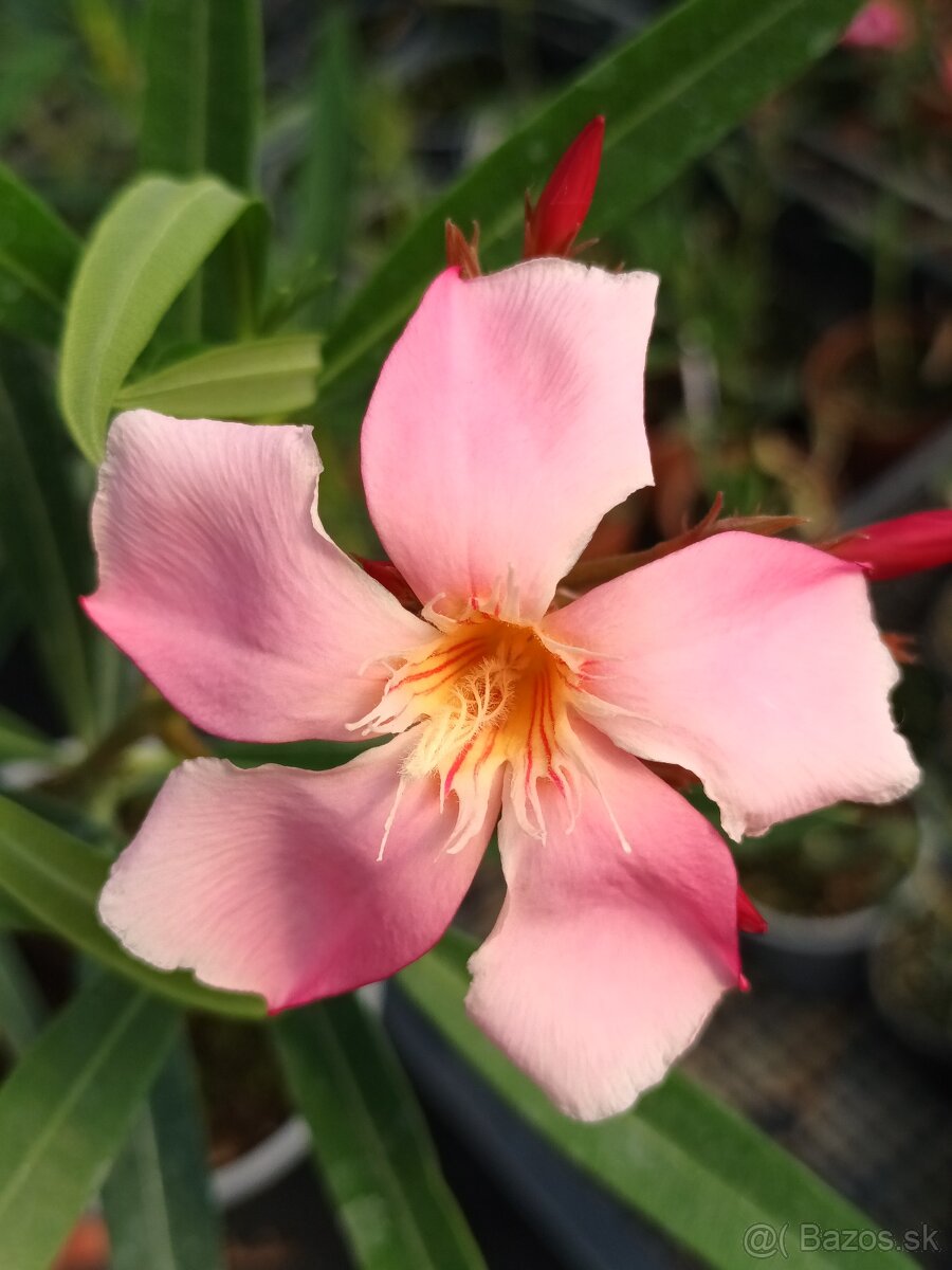 Oleander , Leander