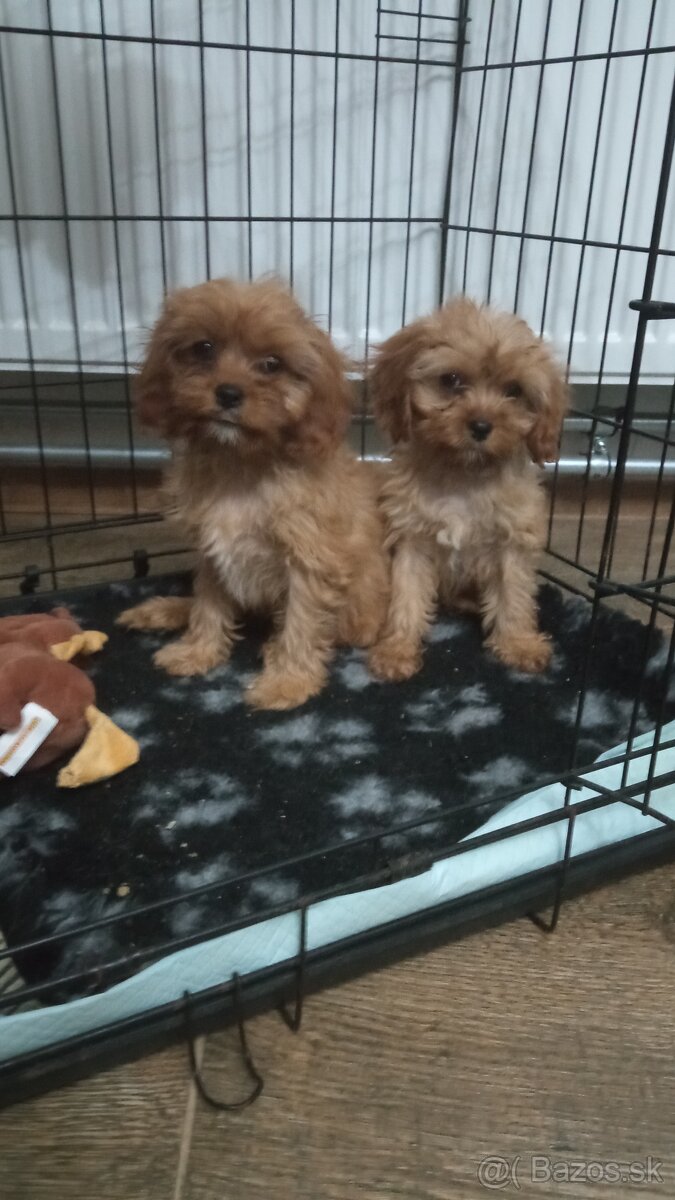 Cavapoo, cavapo (mama cavapoo, otec pudel)