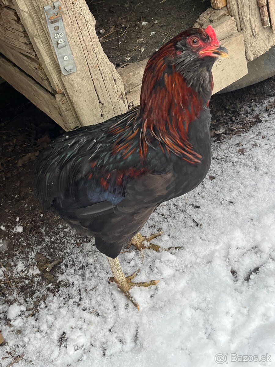 Kohút araucana