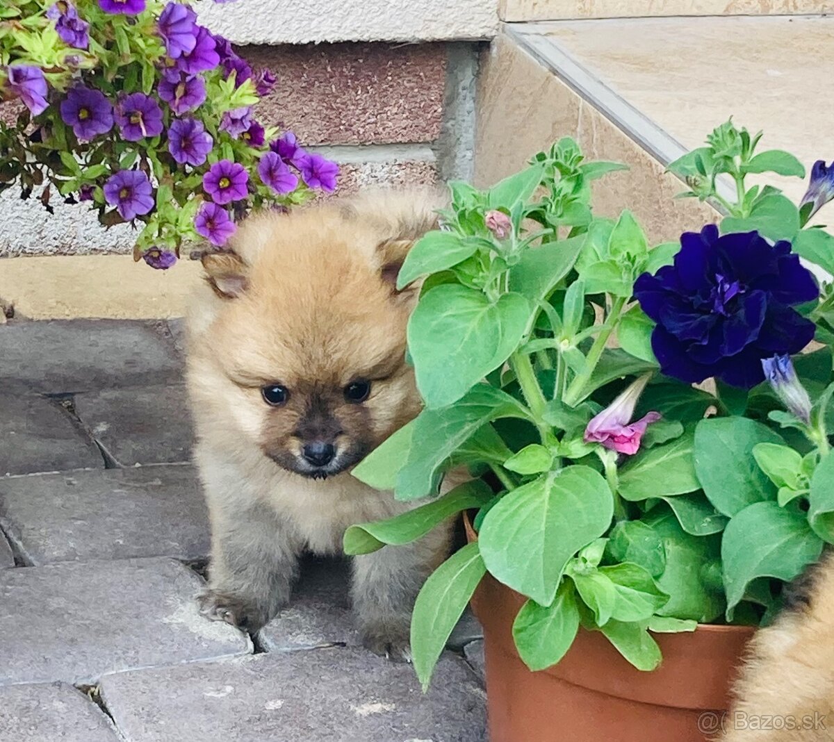 Spic pomeranian