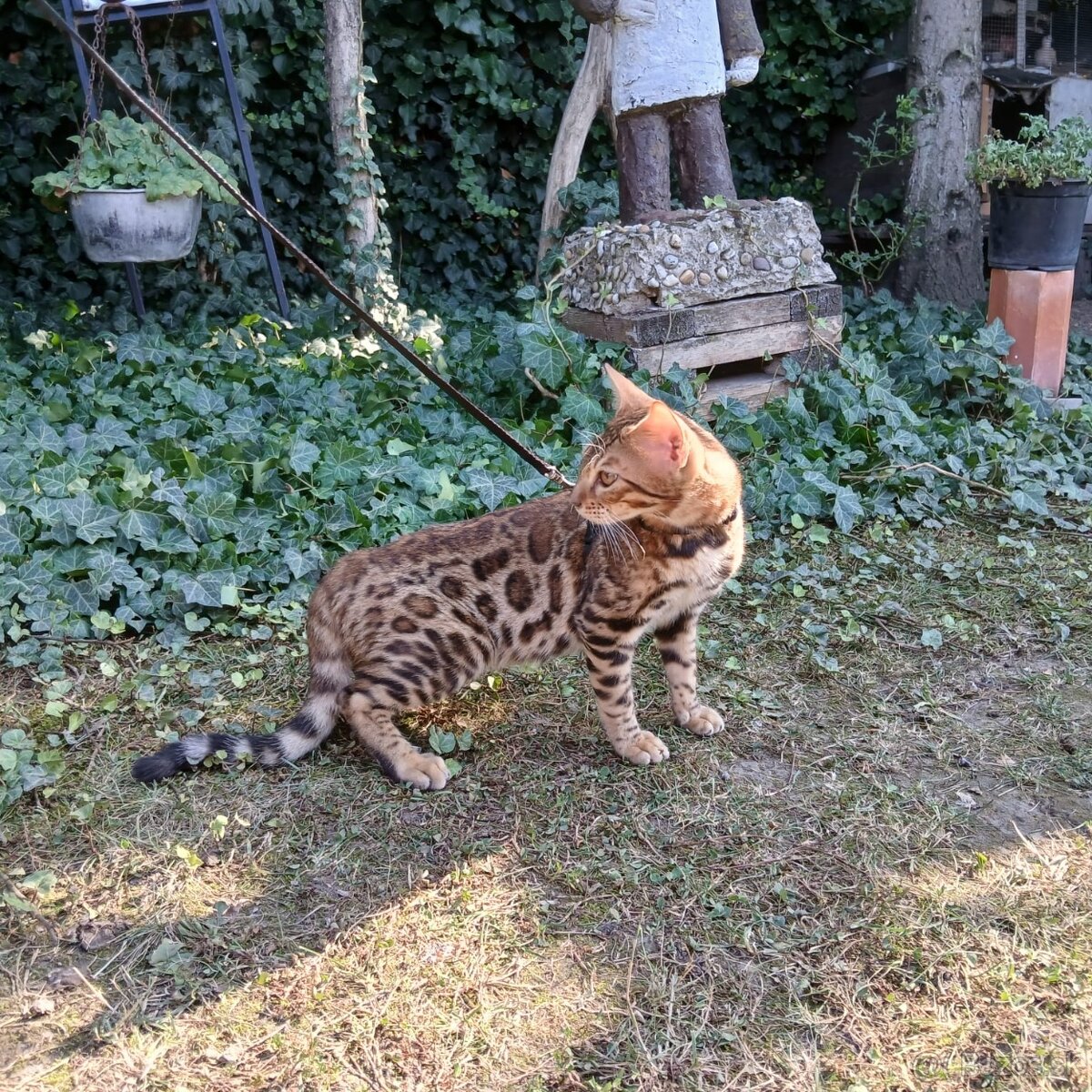 Bengal