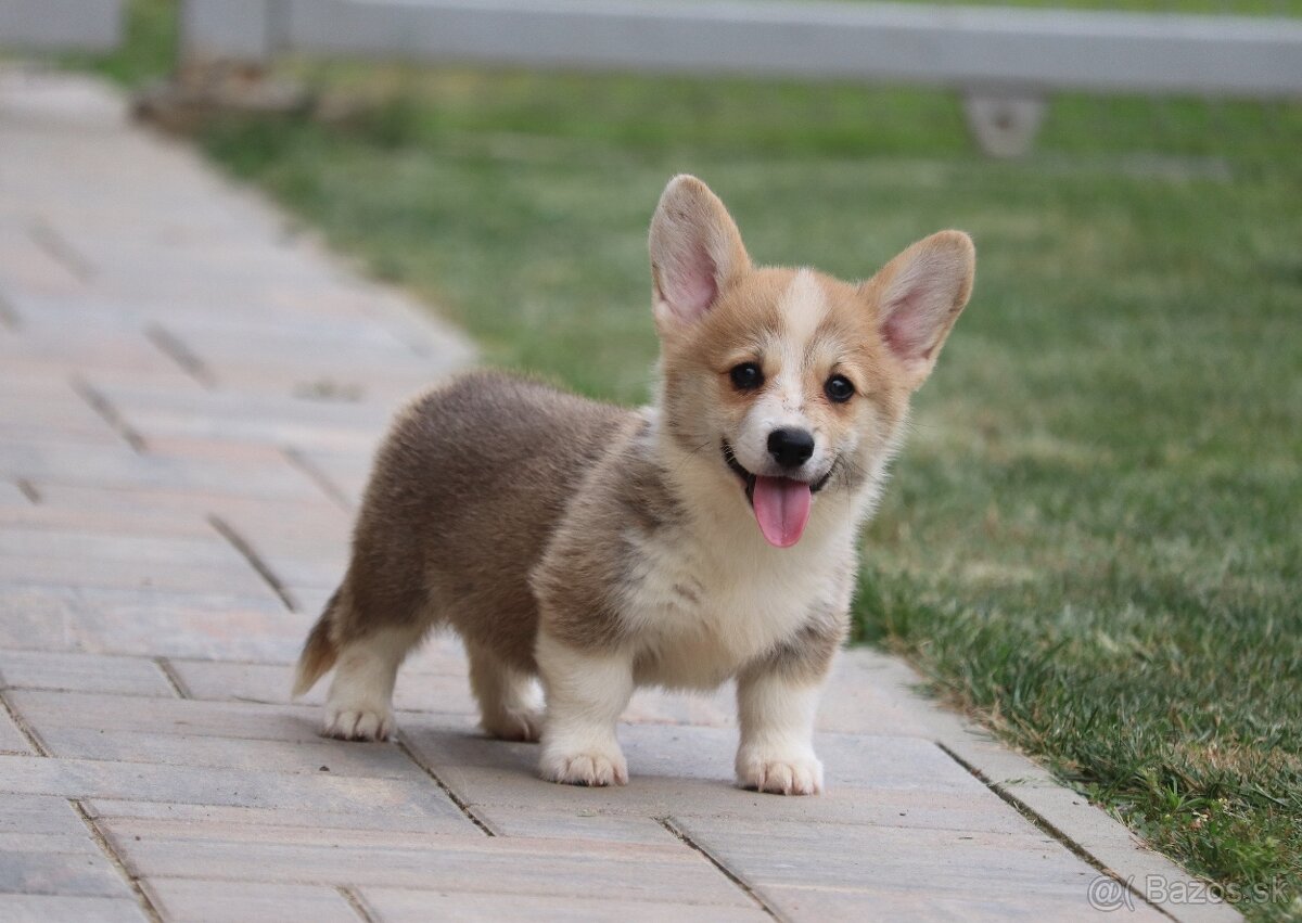 Welsh Corgi Pembroke s PP