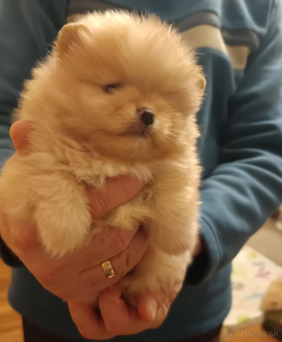 Pomerainian pomi Mini boo Fci pedigree