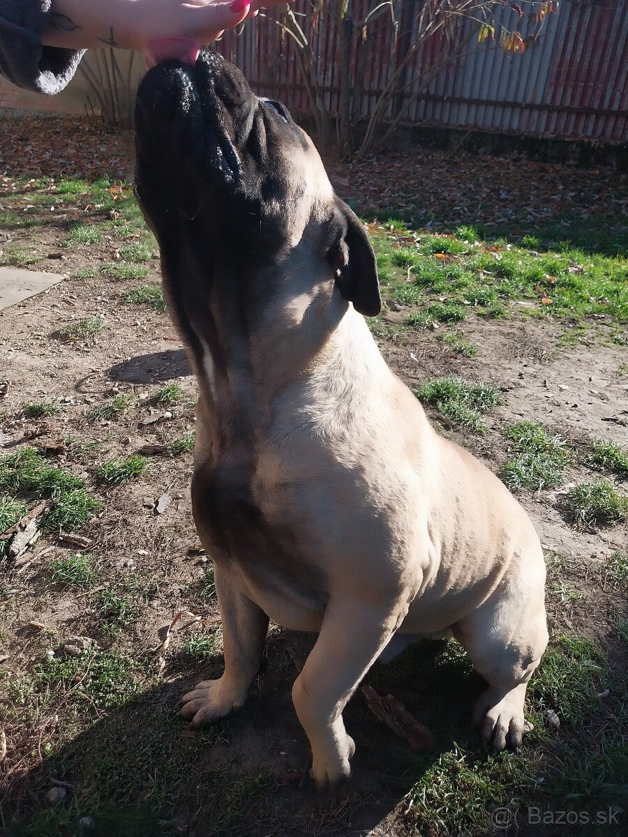 Napredaj bullmastiff