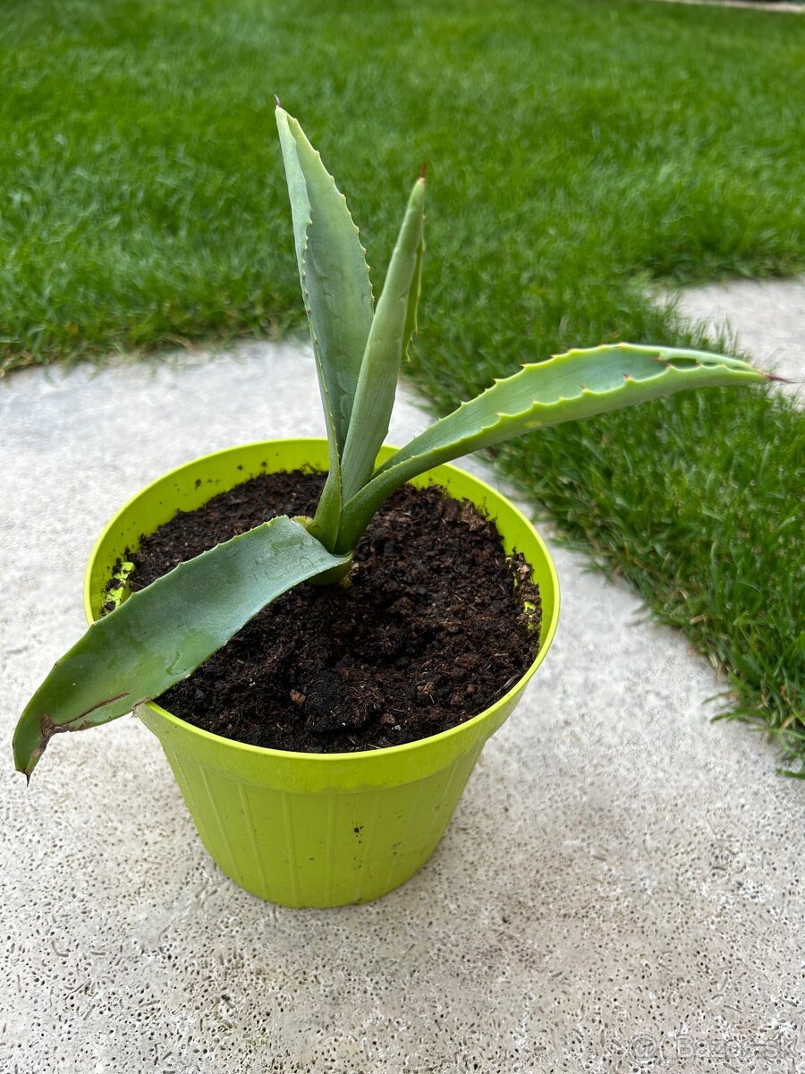 Agave (vyska 13cm)