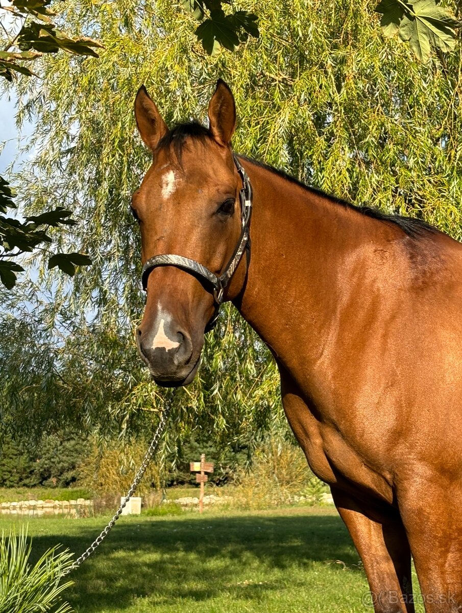 8 ročný Quarter horse na predaj