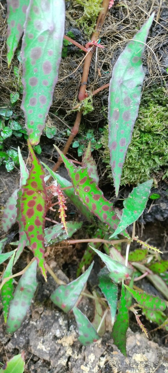 Begonia amphioxus