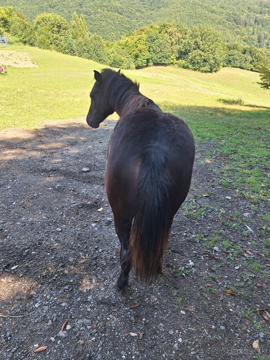 Predám pony žrebčeka