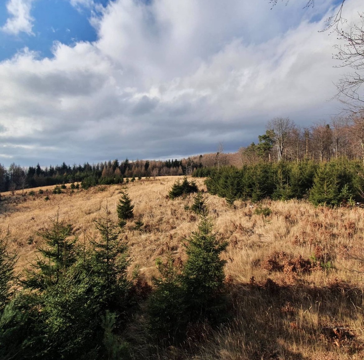 Malá Čausa – 709m2 ORNÁ PÔDA a LES - Na predaj