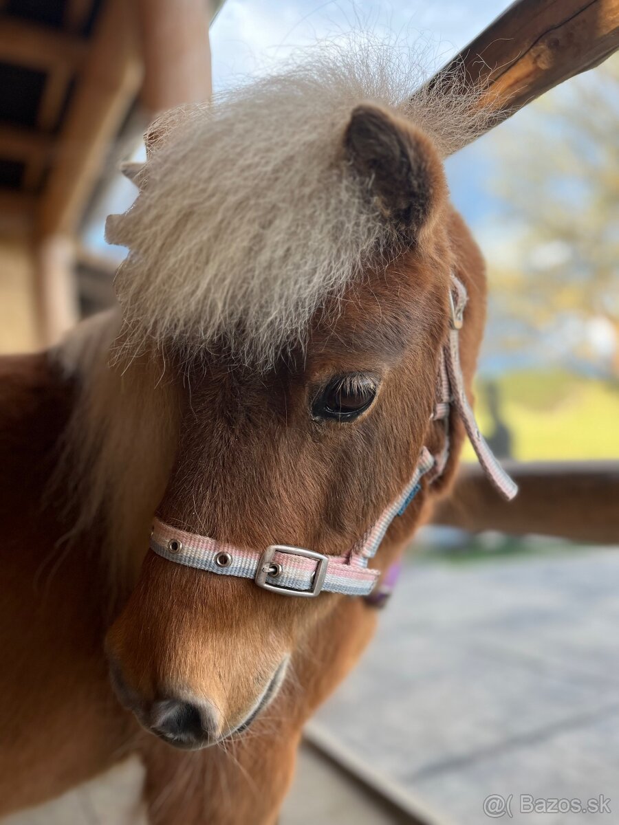 Minihorse