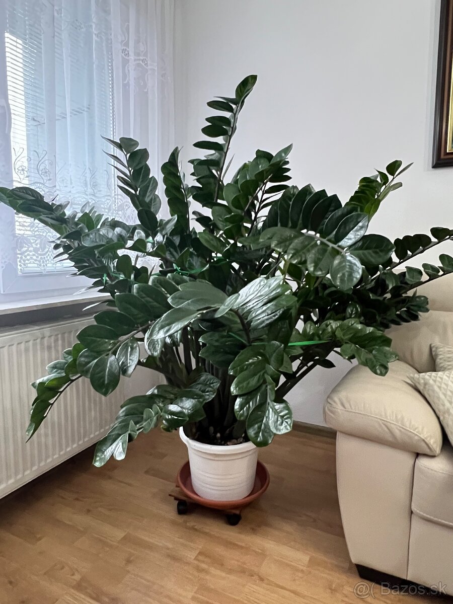 zamioculcas s črepníkom, izbová rastlina