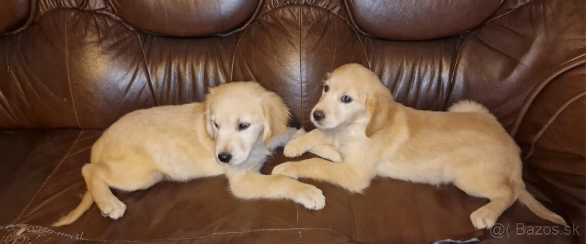 Zlatý retriever, Golden retriever