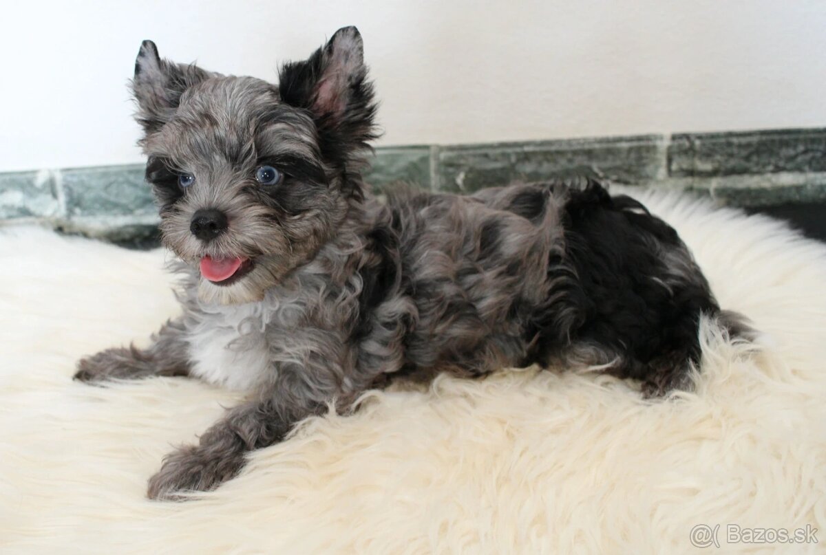 Yorkshire Terrier s PP