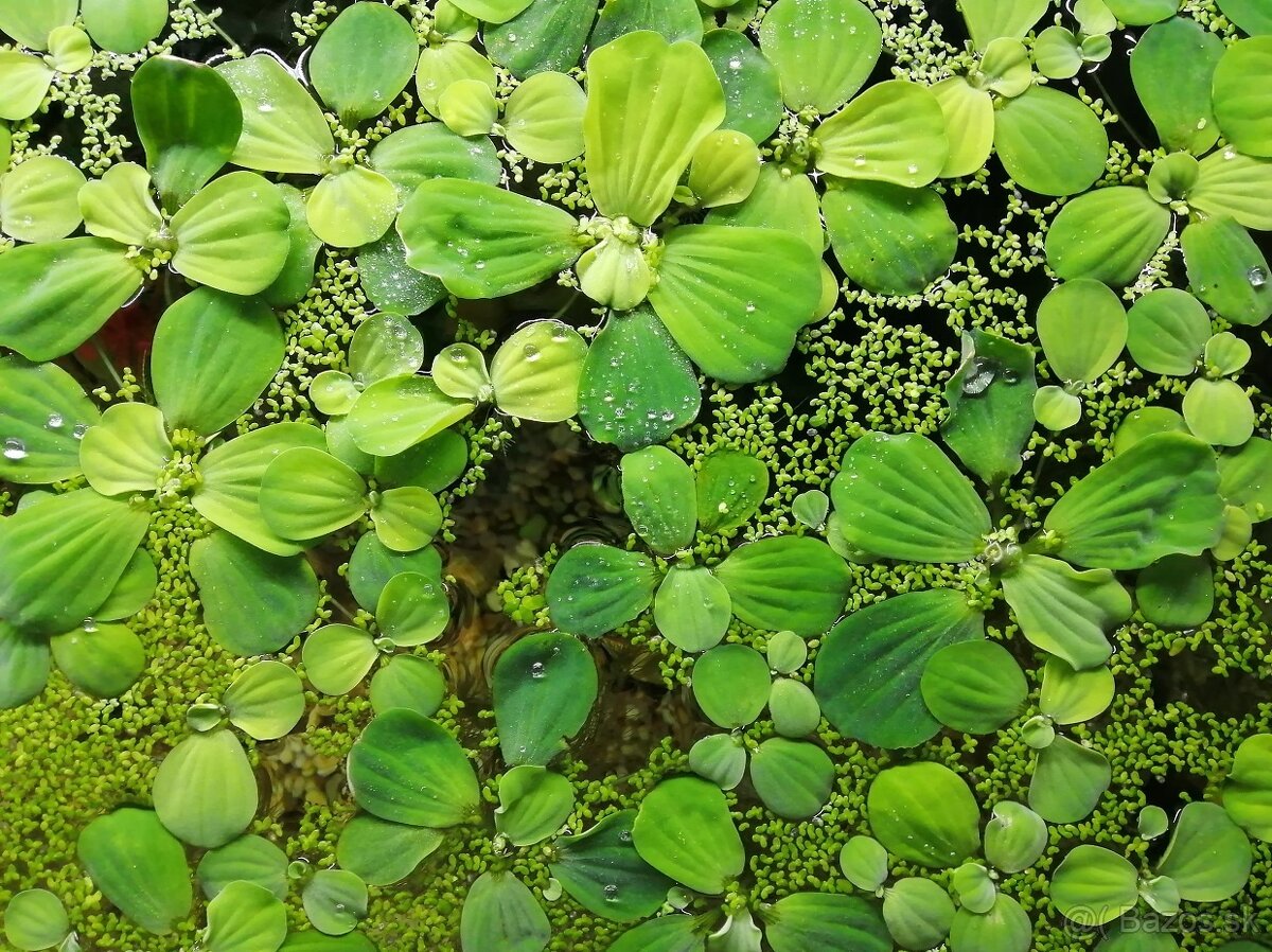 akvárijné rastliny Pistia stratiotes