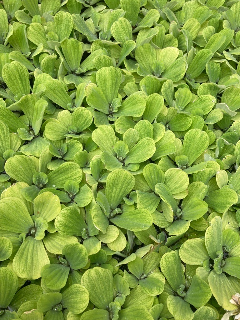 Pistia stratiotes - Vodný šalát