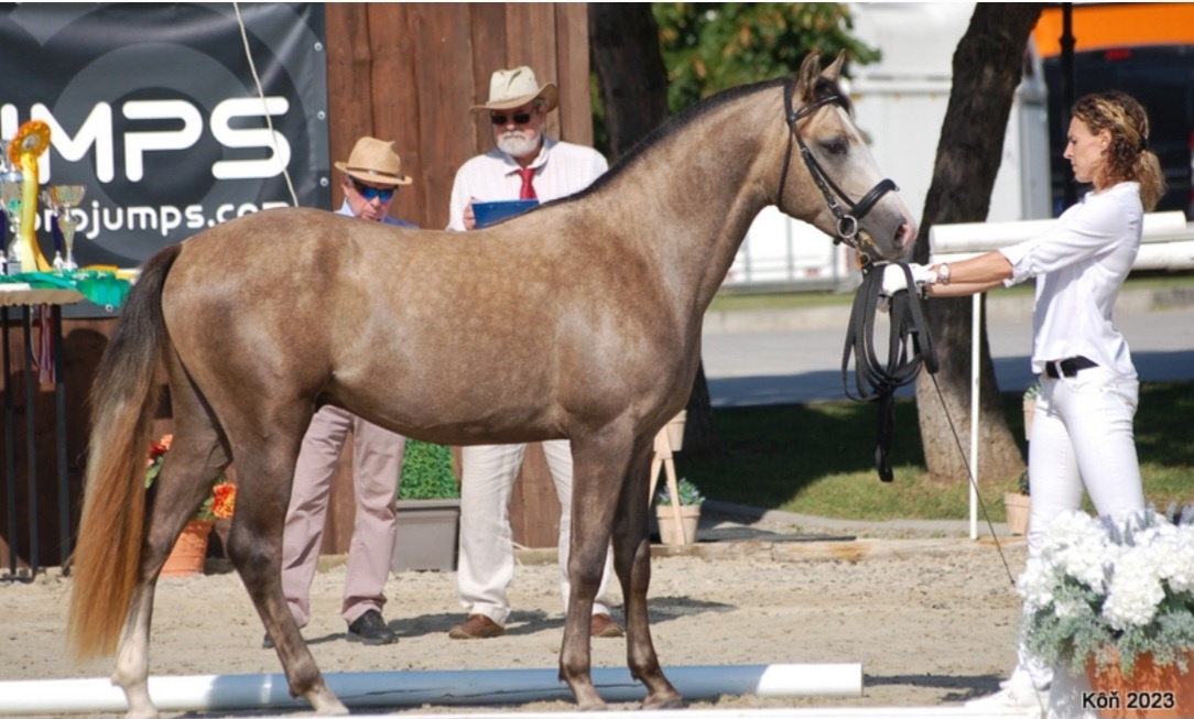 PONY NA PREDAJ