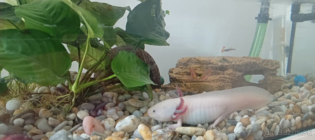 Axolotl mexický