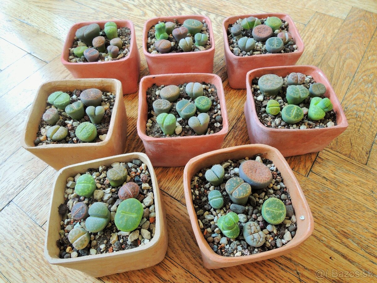 Zive kamene, lithops