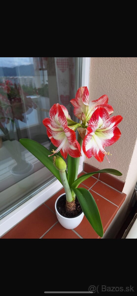 Amaryllis