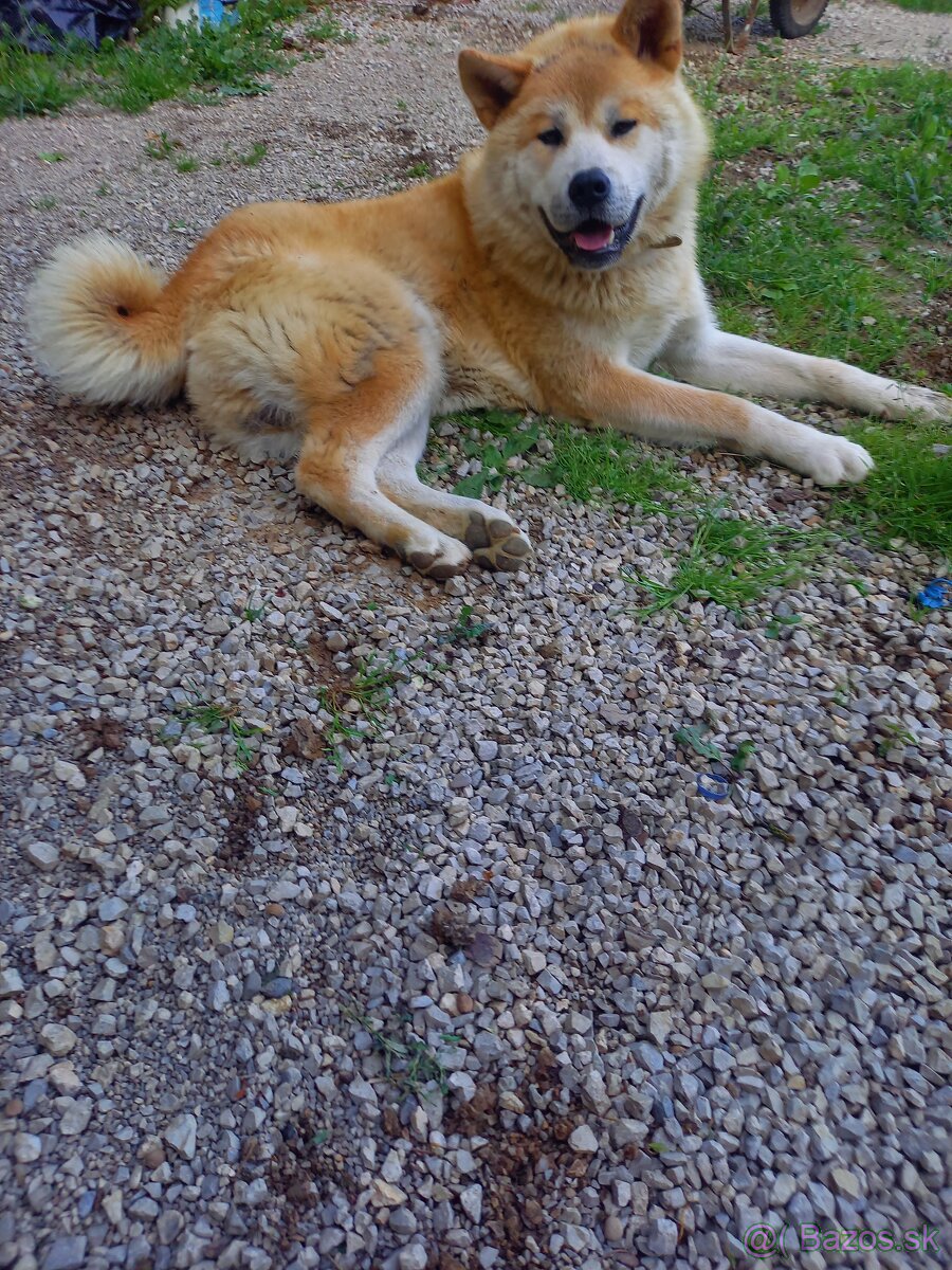 Akita inu -hachiko