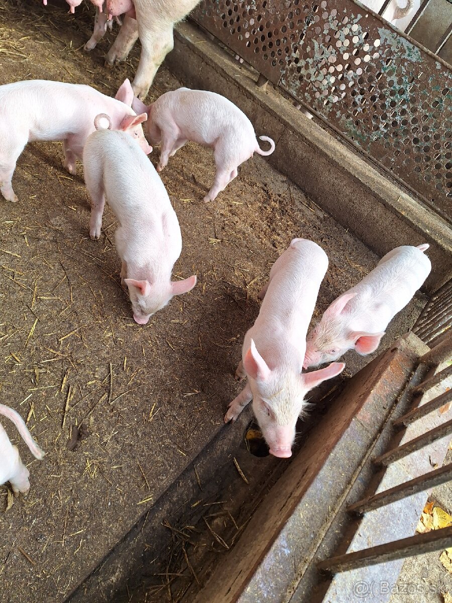 Odstavčata na predaj koncom Novembra zač.Decembra