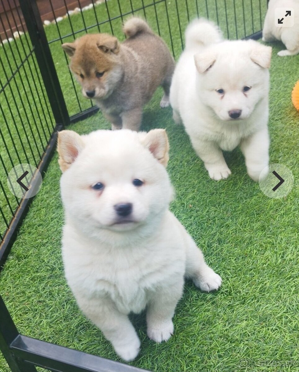 Shiba inu