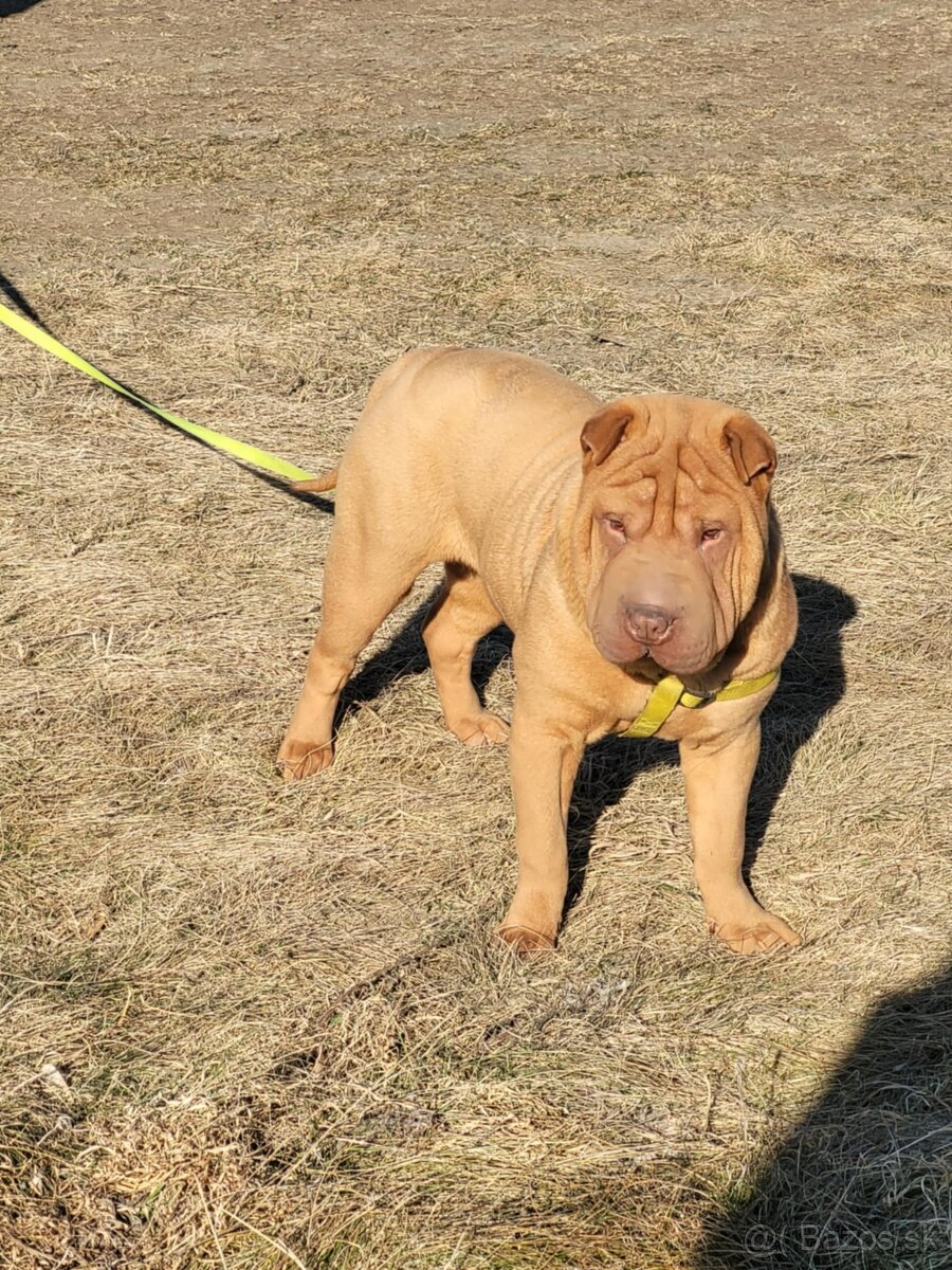 Shar-pei