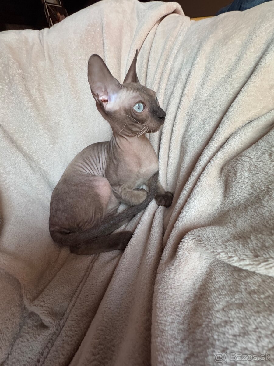 Sphynx