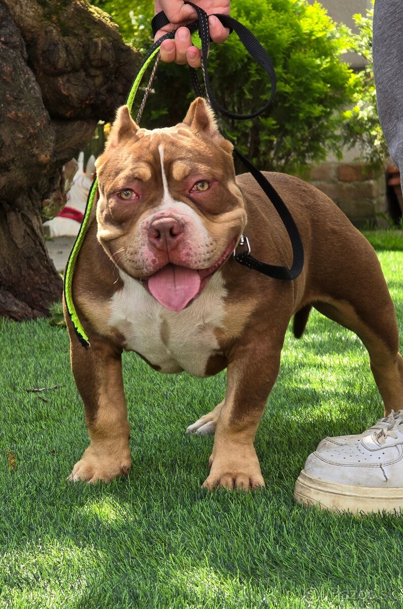 American Bully