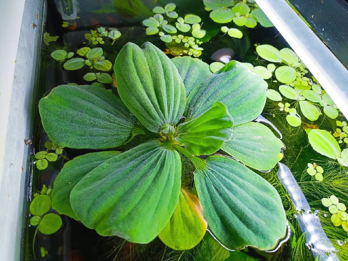 Plávajúca rastlina 20cm Pistia do akvária