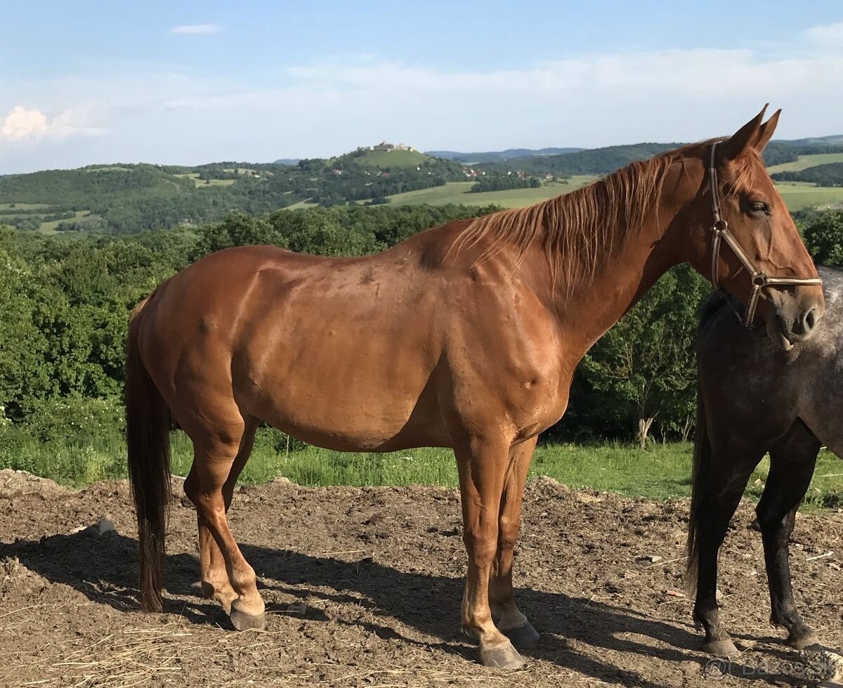 Predám valacha Furioso (Rezervované)