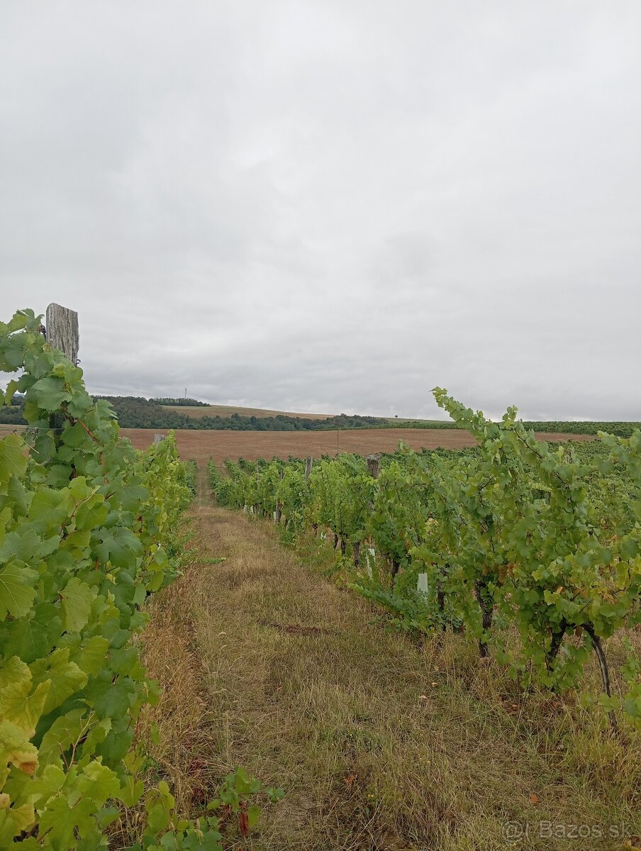 Predám hrozno, mušt Chardonnay