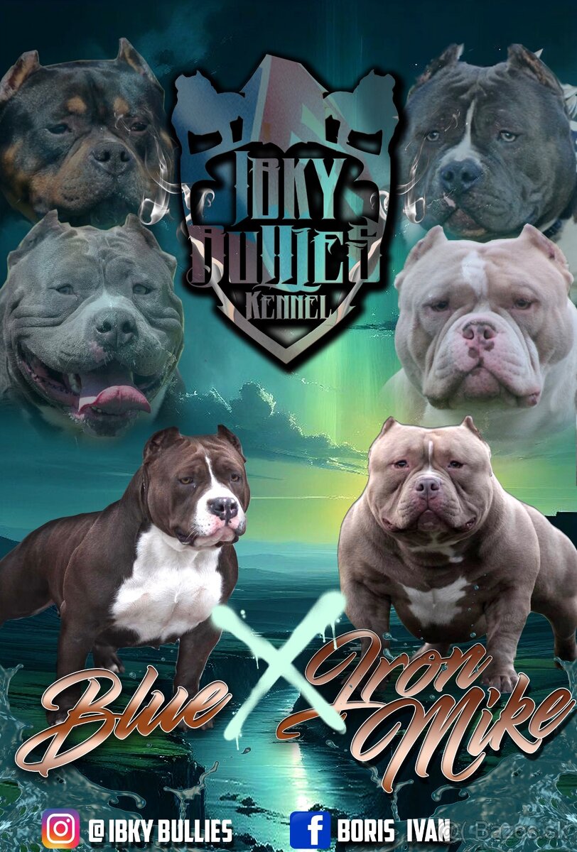 AMERICAN BULLY