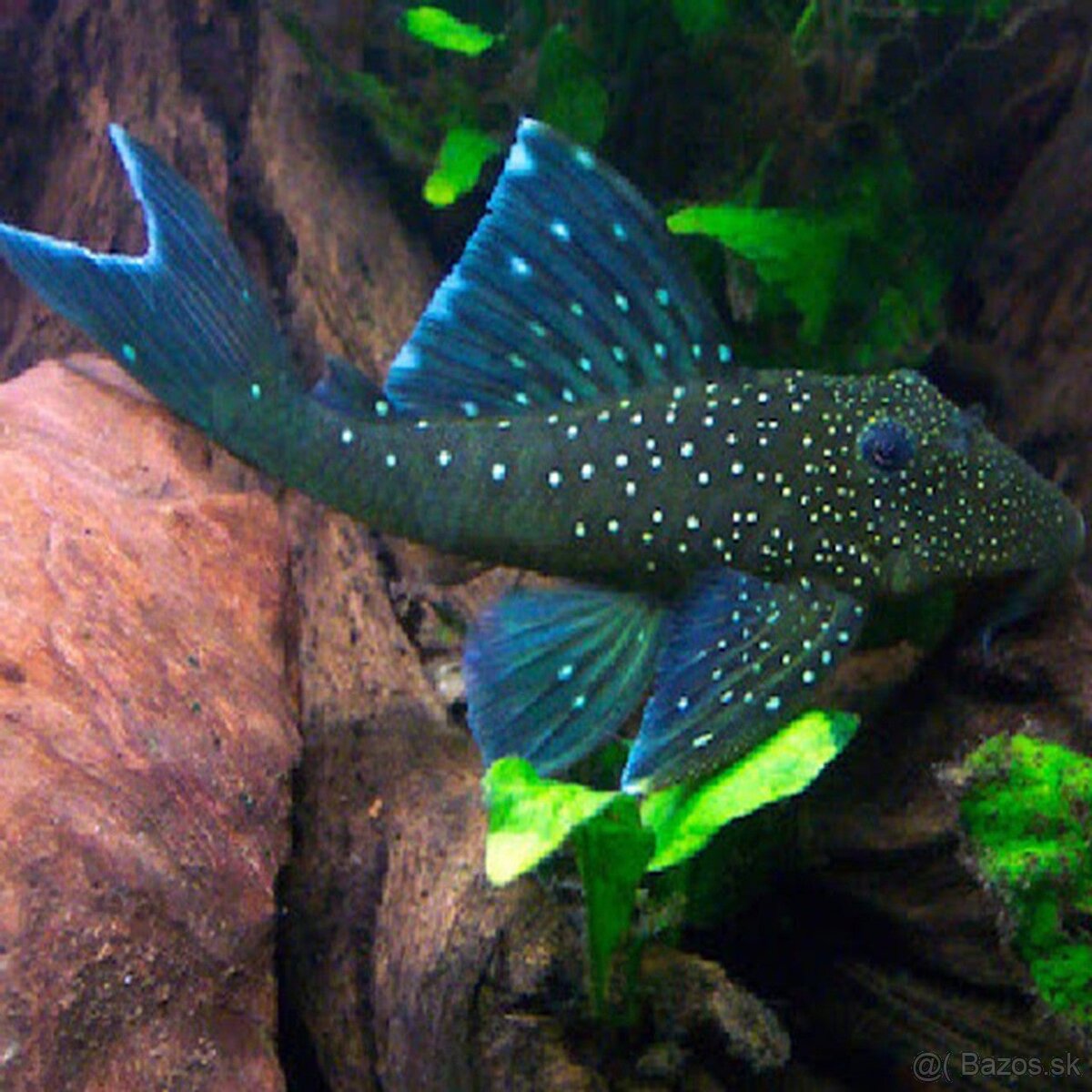 Prisavnik Pleco L128 blue phantom