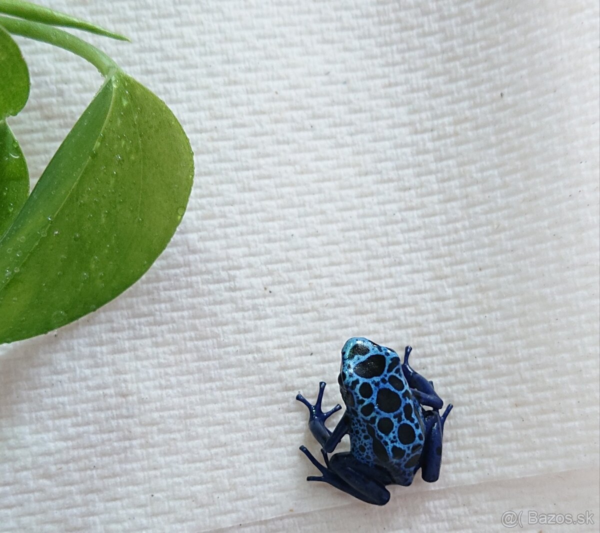 Dendrobates azureus