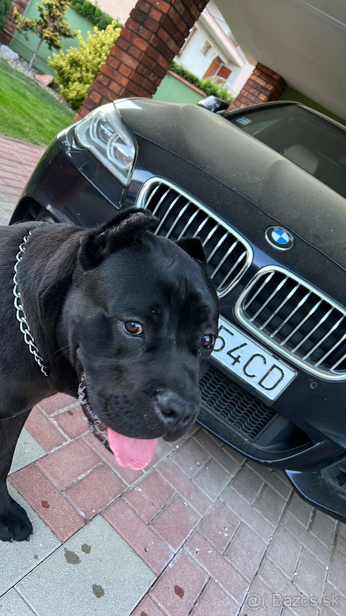 Cane Corso