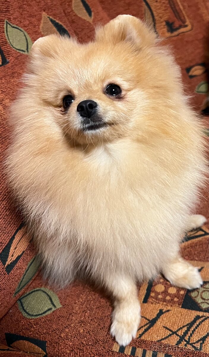 Pomeranian s PP