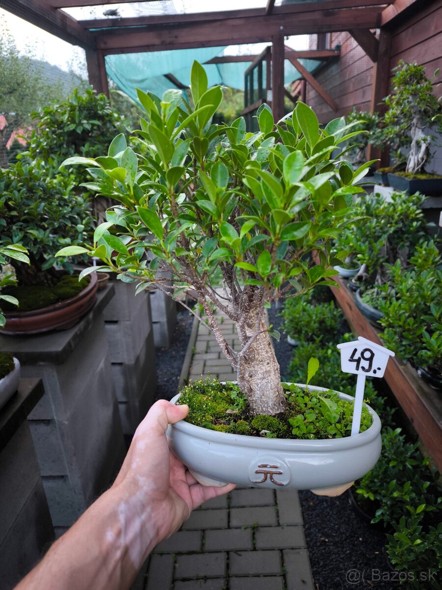 Bonsaj Ficus