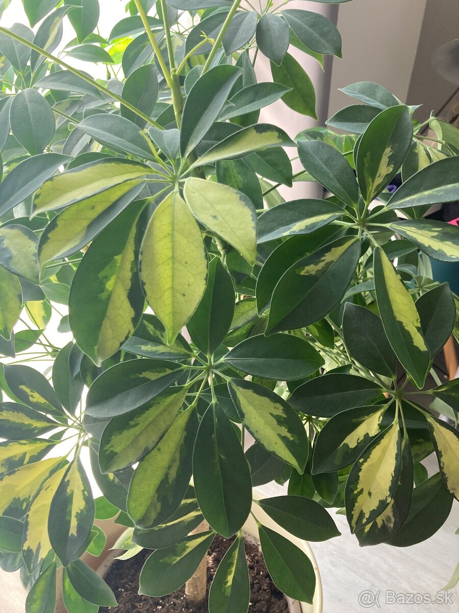 Schefflera