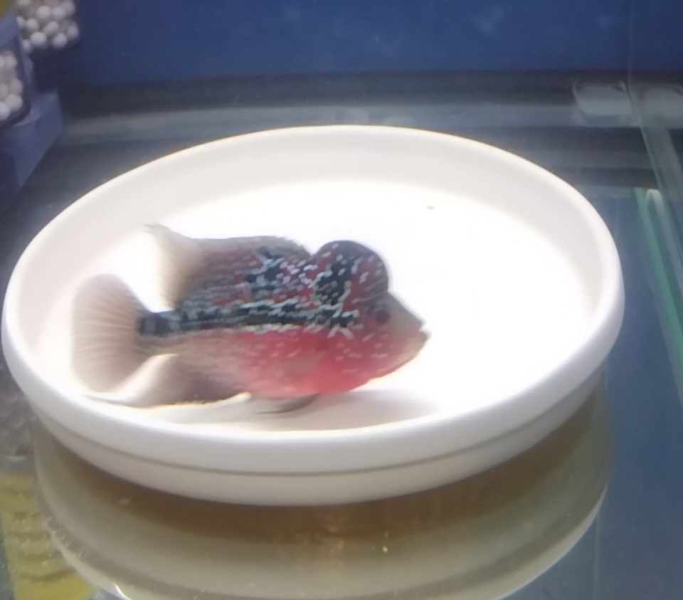 Flowerhorn female SRD.