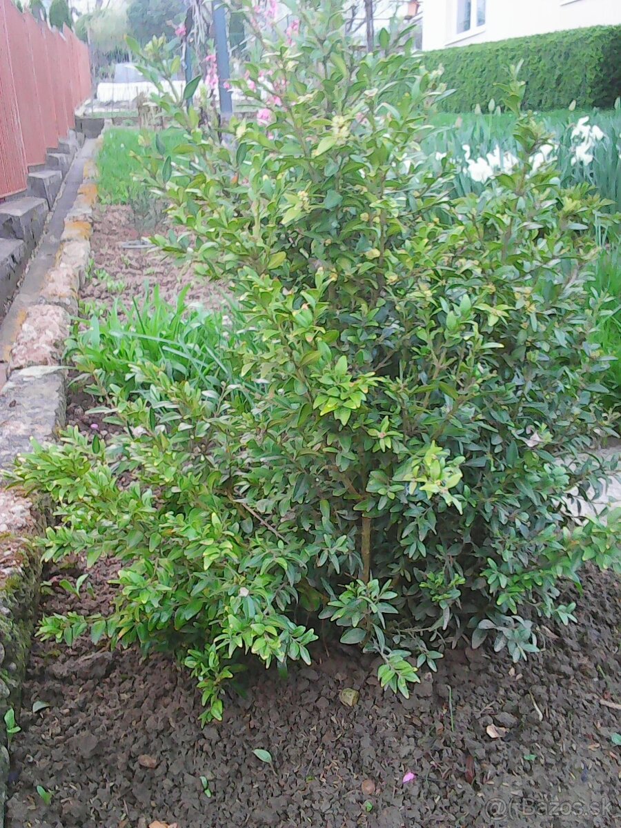 buxus vzdyzeleny