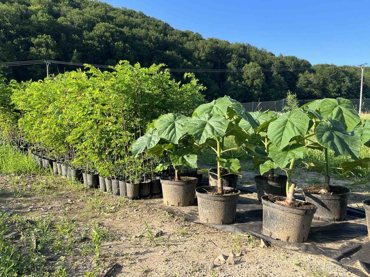 Paulownia Agát Obelisk a iné