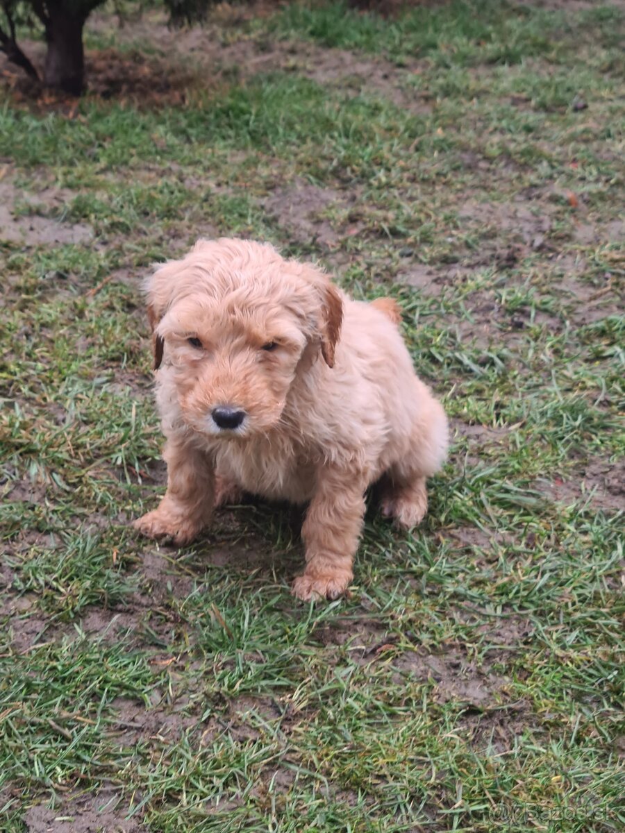 Goldendoodle