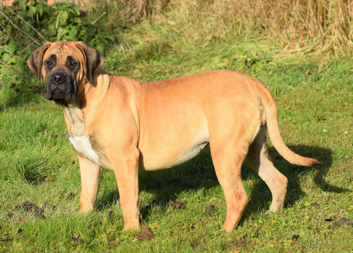 búrský buldok- boerboel-feny-garance zdravých kloubů