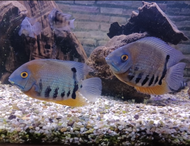 Heros severum