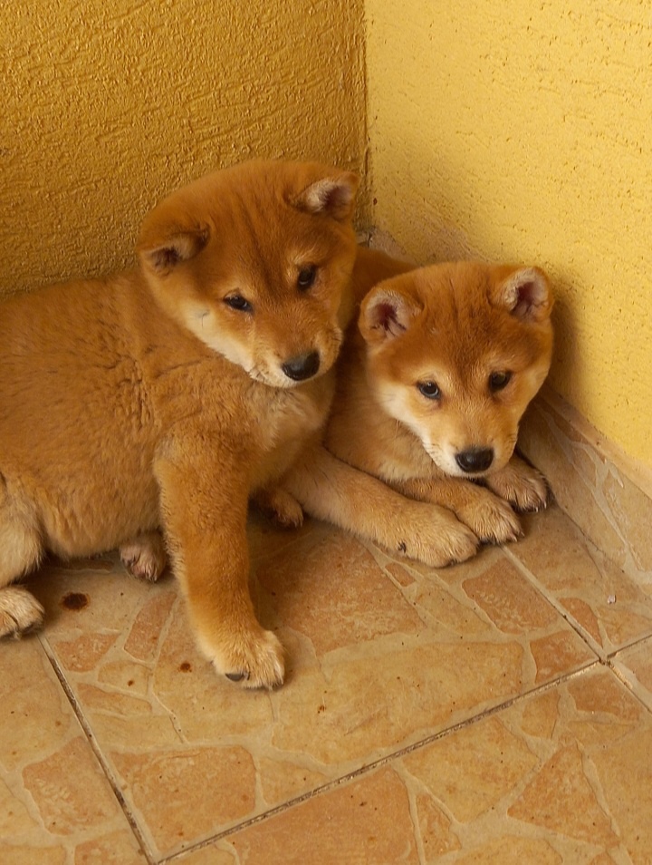 Šteniatka Shiba Inu