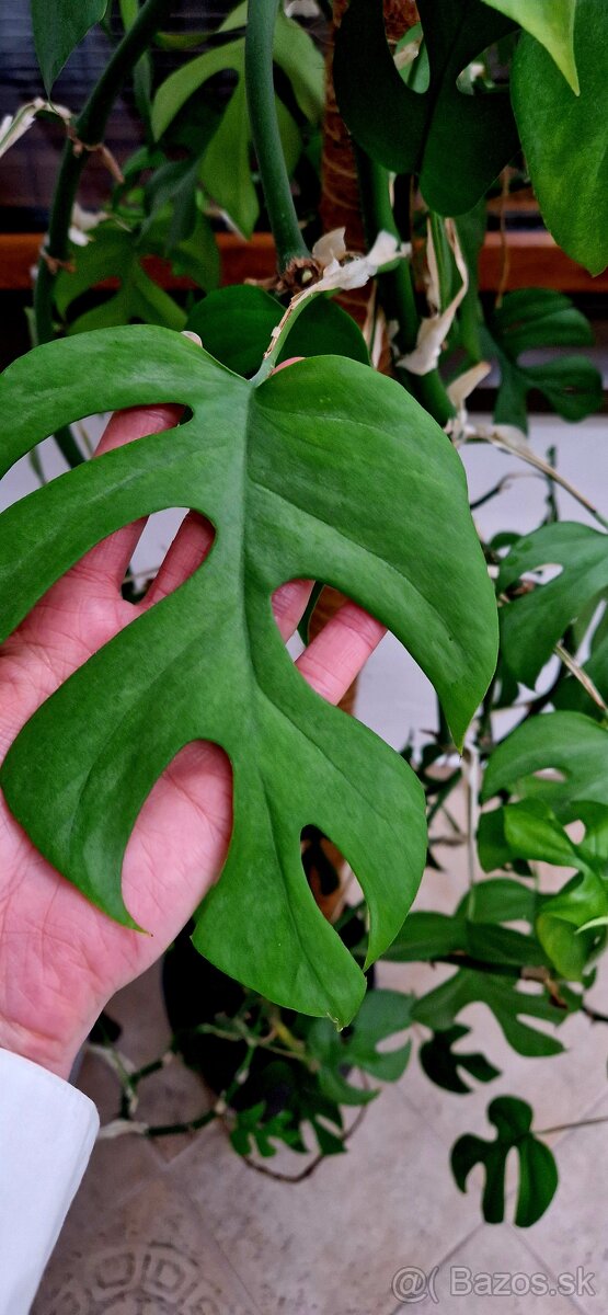 Monstera na predaj- výška 150 cm