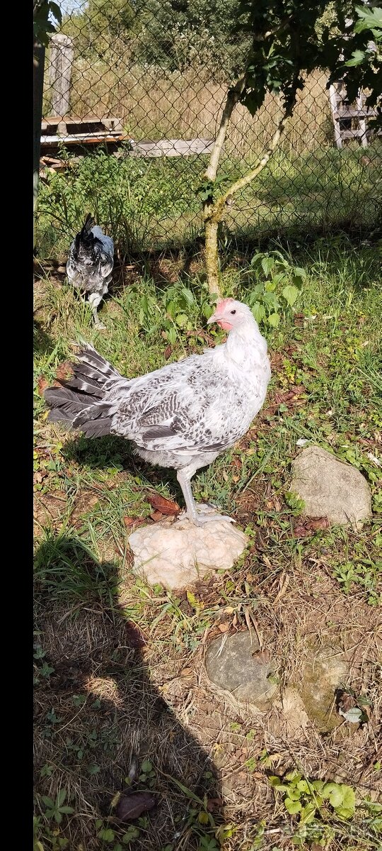 Bresse gauloise gris a Ameraucana